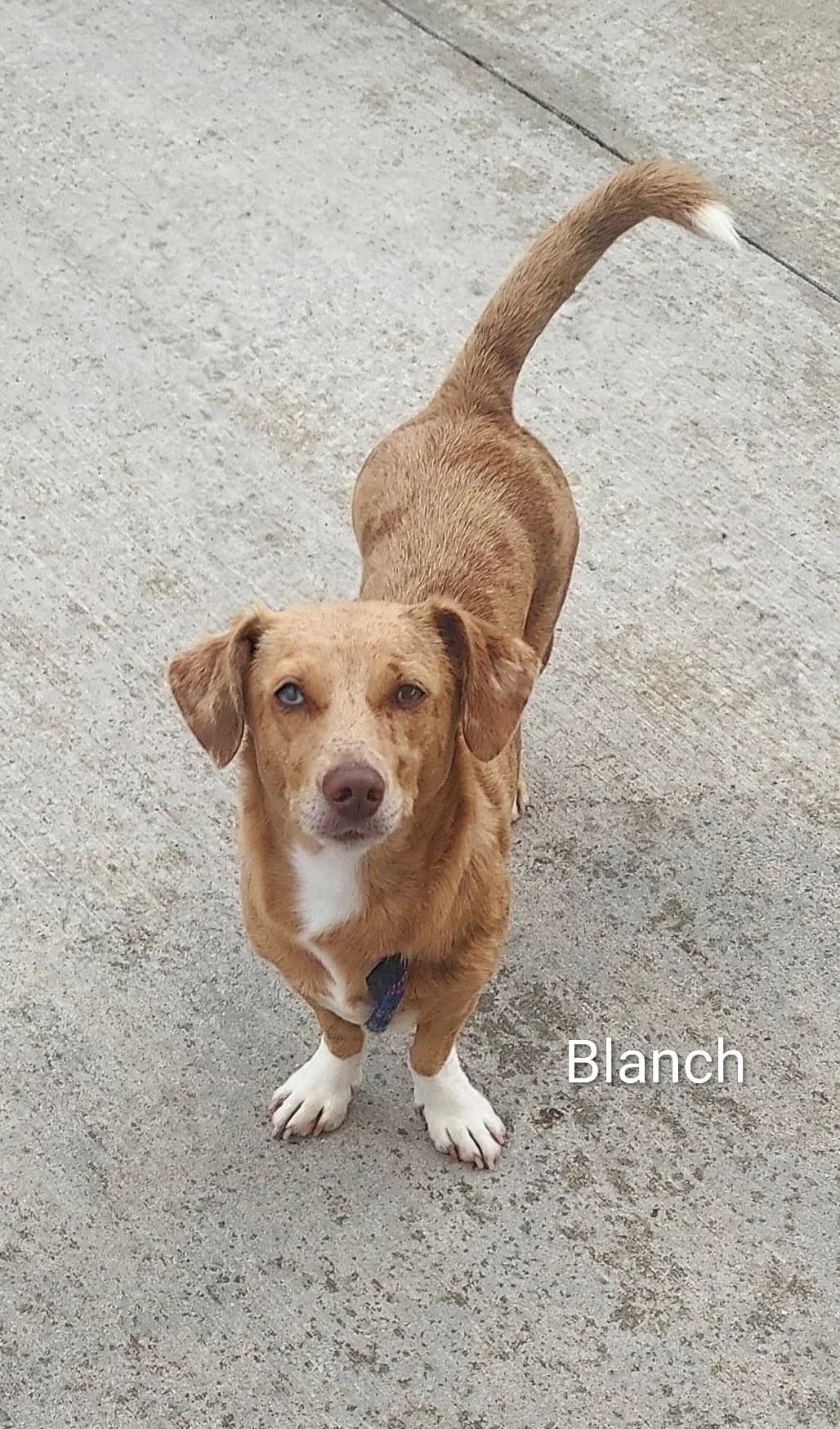 Blanch, Mixed Breed (Dogs Aid Animal Sanctuary)