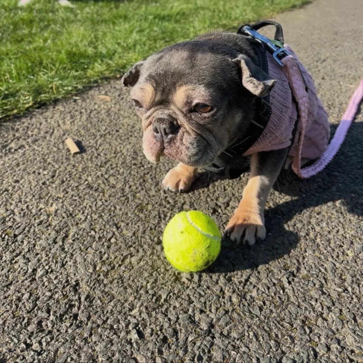 Zola, female French Bulldog for adoption at Dogs in Distress, Clondalkin, Dublin