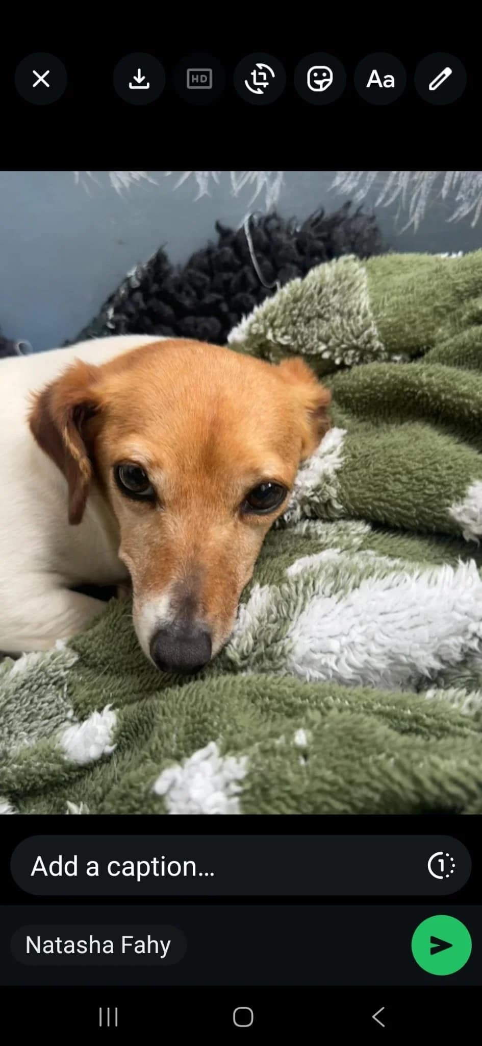 Skye, female Jack Russell Terrier for adoption at Dogs in Distress, Clondalkin, Dublin