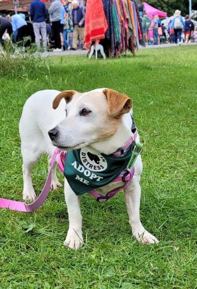 Cindy, mixed breed for adoption at Dogs in Distress, Clondalkin, Dublin