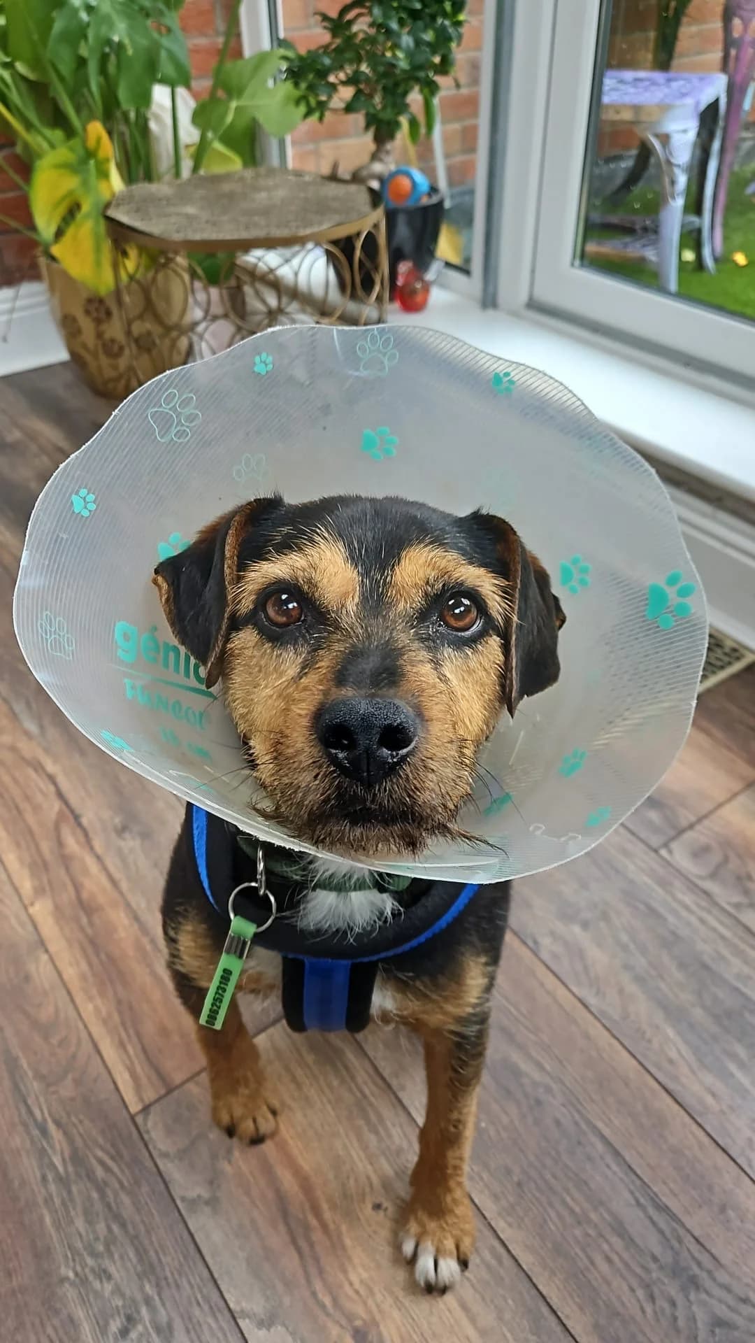 Jack, mixed breed for adoption at Dogs in Distress, Clondalkin, Dublin