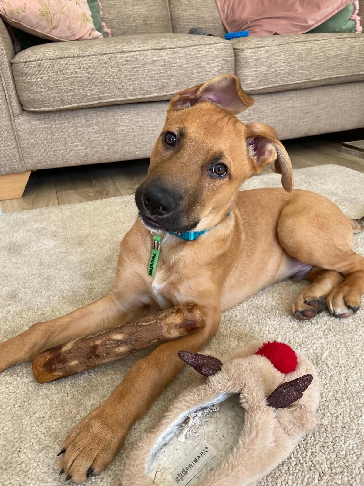 Koda, mixed breed for adoption at Dogs in Distress, Clondalkin, Dublin