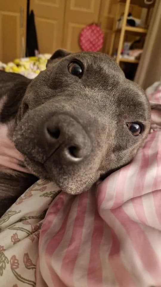 Charlie,  mixed breed for adoption at Dogs in Distress, Clondalkin, Dublin
