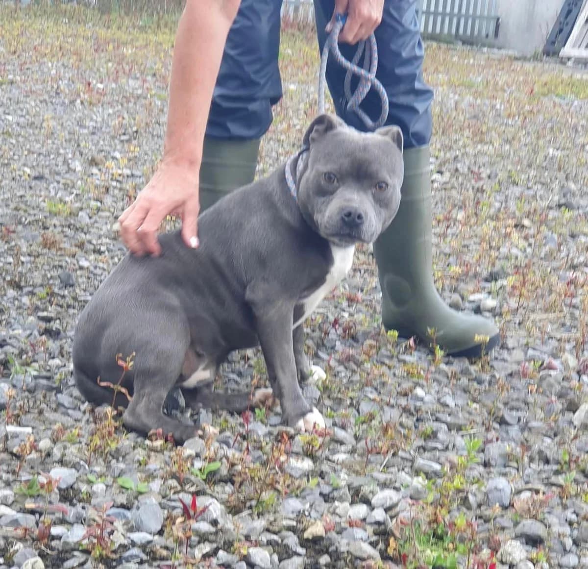 Bonnie,  mixed breed for adoption at Dogs in Distress, Clondalkin, Dublin