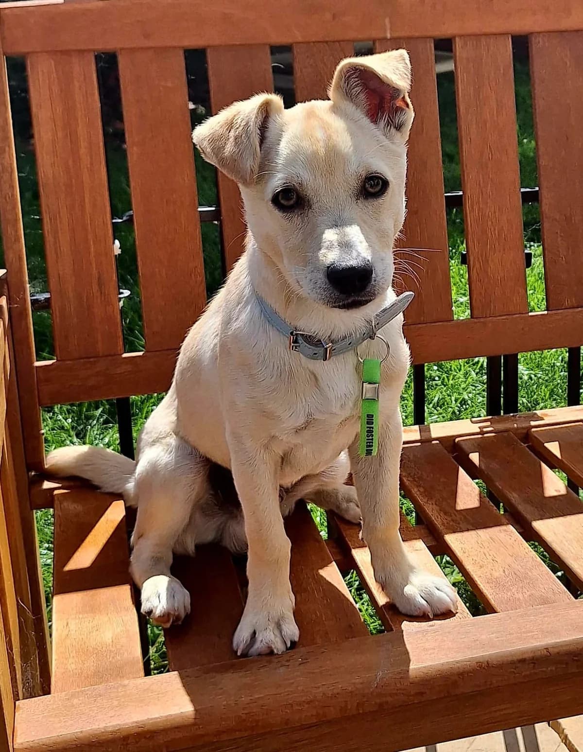 Brady,  mixed breed for adoption at Dogs in Distress, Clondalkin, Dublin