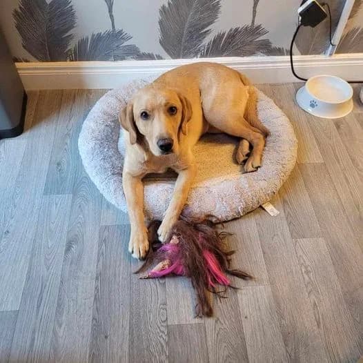 Lottie,  mixed breed for adoption at Dogs in Distress, Clondalkin, Dublin