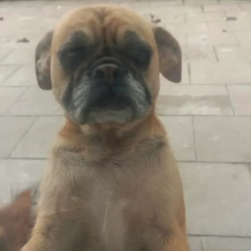 Wendy,  mixed breed for adoption at Dogs in Distress, Clondalkin, Dublin