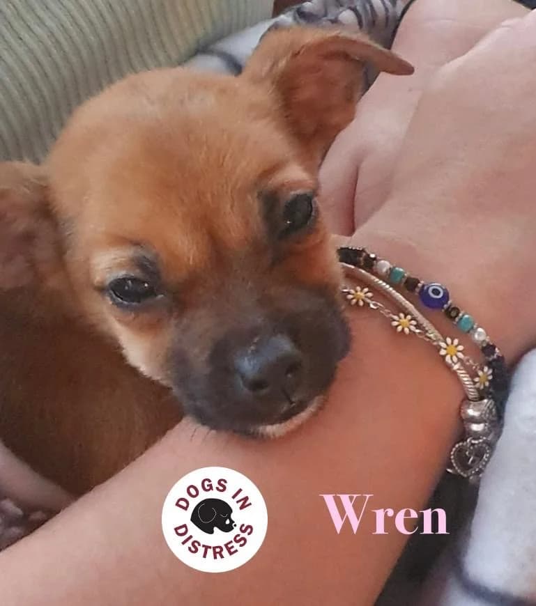 Wren,  mixed breed for adoption at Dogs in Distress, Clondalkin, Dublin