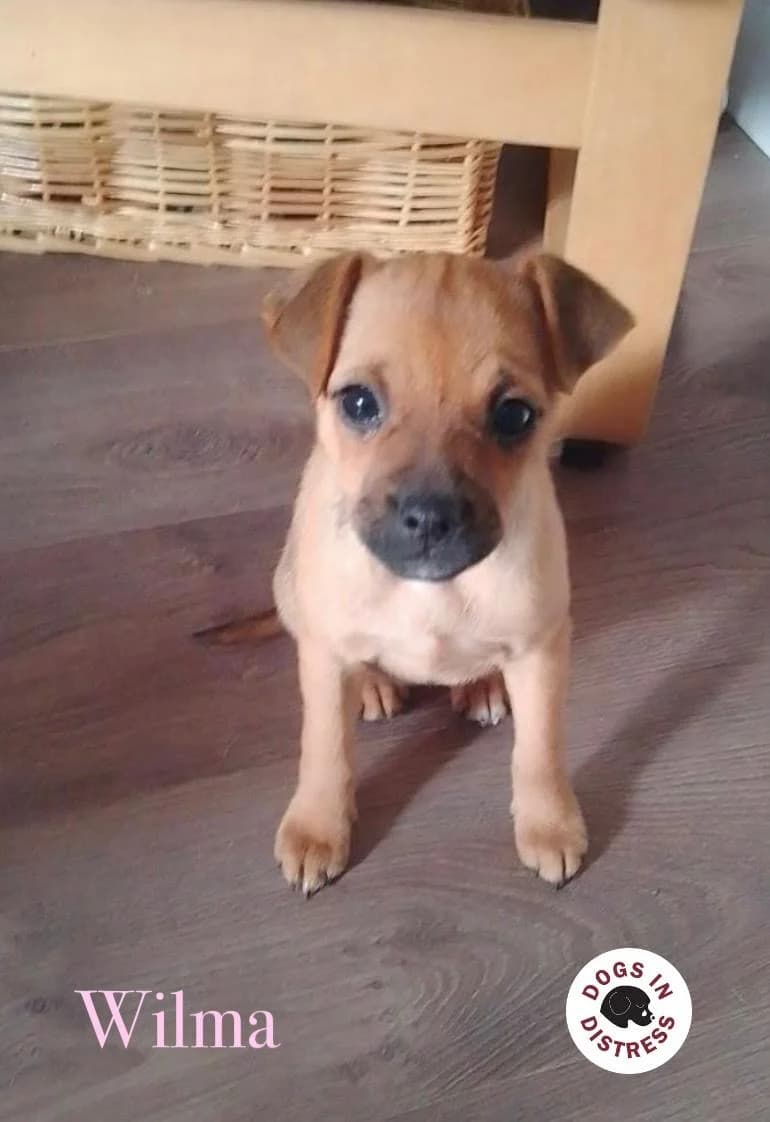 Wilma,  mixed breed for adoption at Dogs in Distress, Clondalkin, Dublin