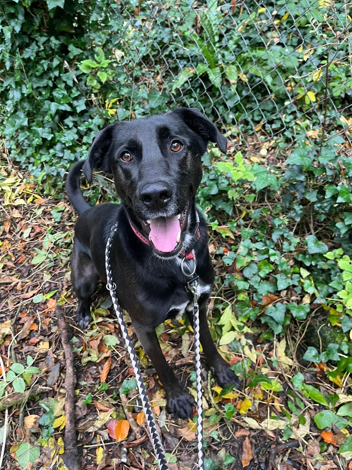 Logan,  mixed breed for adoption at Dogs in Distress, Clondalkin, Dublin