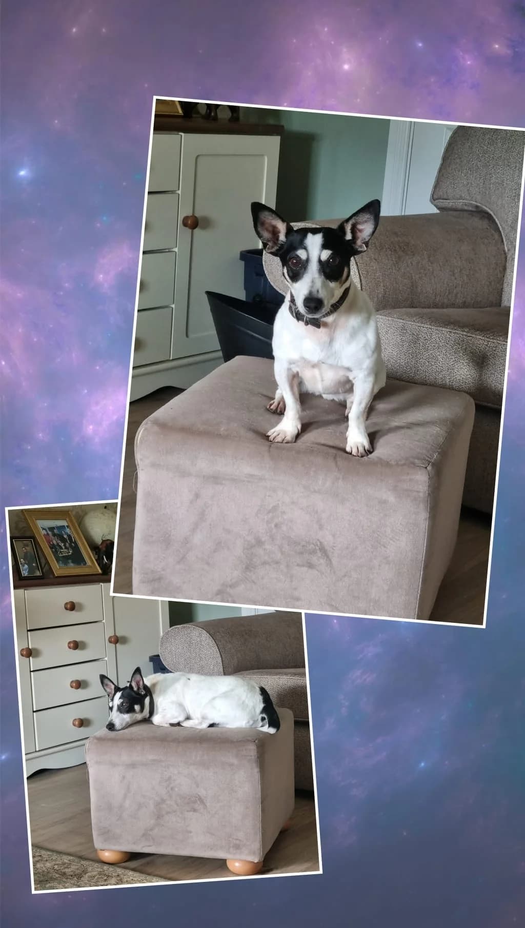 Leda,  mixed breed for adoption at Dogs in Distress, Clondalkin, Dublin