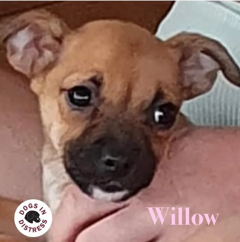 Willow,  mixed breed for adoption at Dogs in Distress, Clondalkin, Dublin