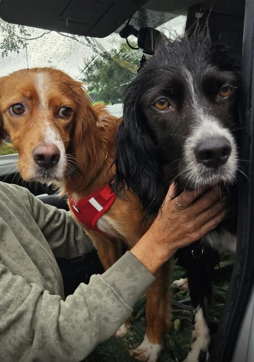 Sandy & Cindy,  mixed breed for adoption at Dogs in Distress, Clondalkin, Dublin