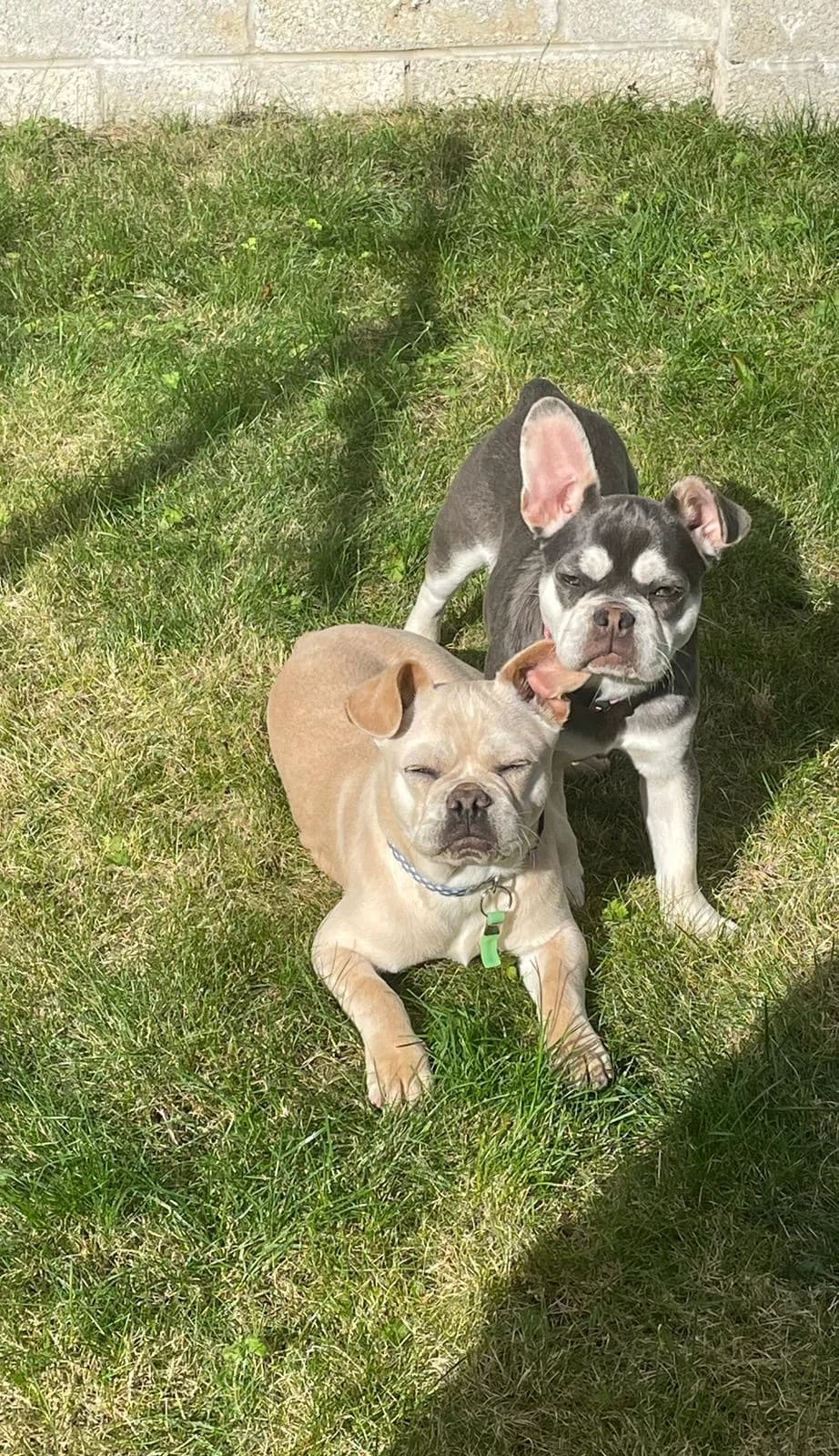 Raffi & Roxy,  mixed breed for adoption at Dogs in Distress, Clondalkin, Dublin