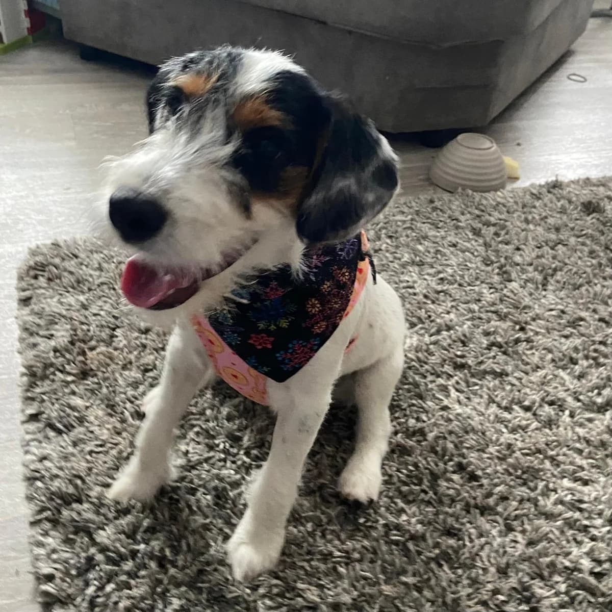 Lulu,  mixed breed for adoption at Dogs in Distress, Clondalkin, Dublin