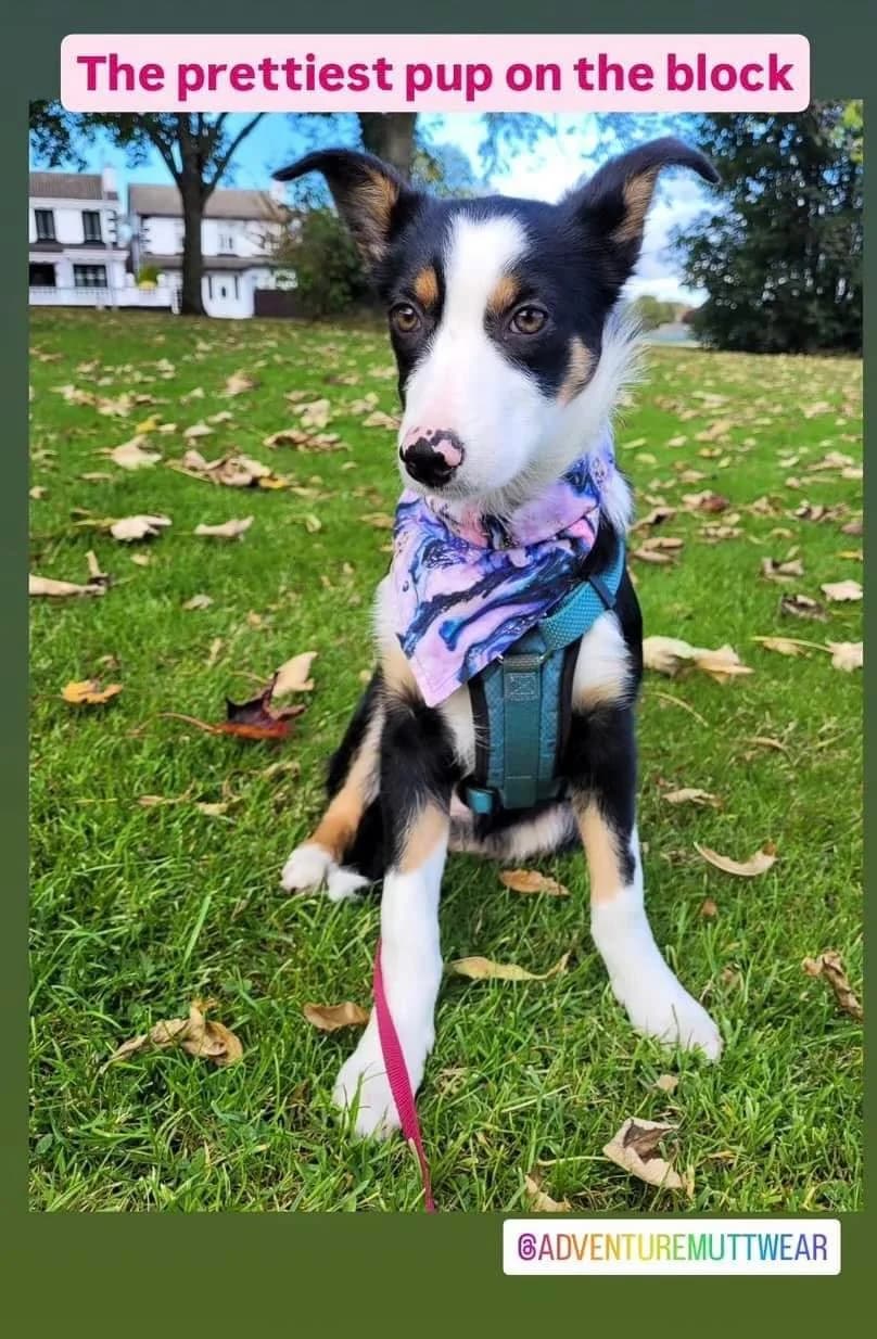 Daisy,  mixed breed for adoption at Dogs in Distress, Clondalkin, Dublin