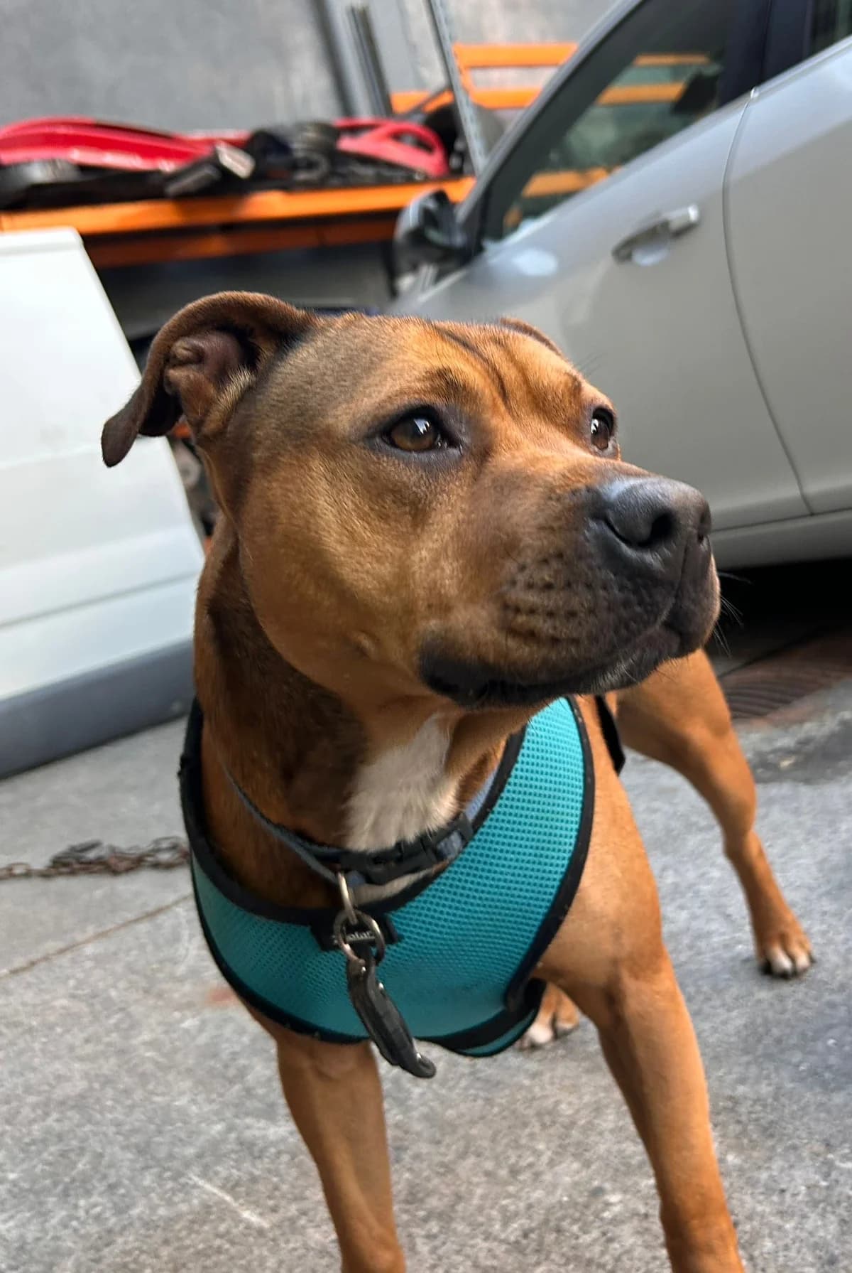 Dora,  mixed breed for adoption at Dogs in Distress, Clondalkin, Dublin