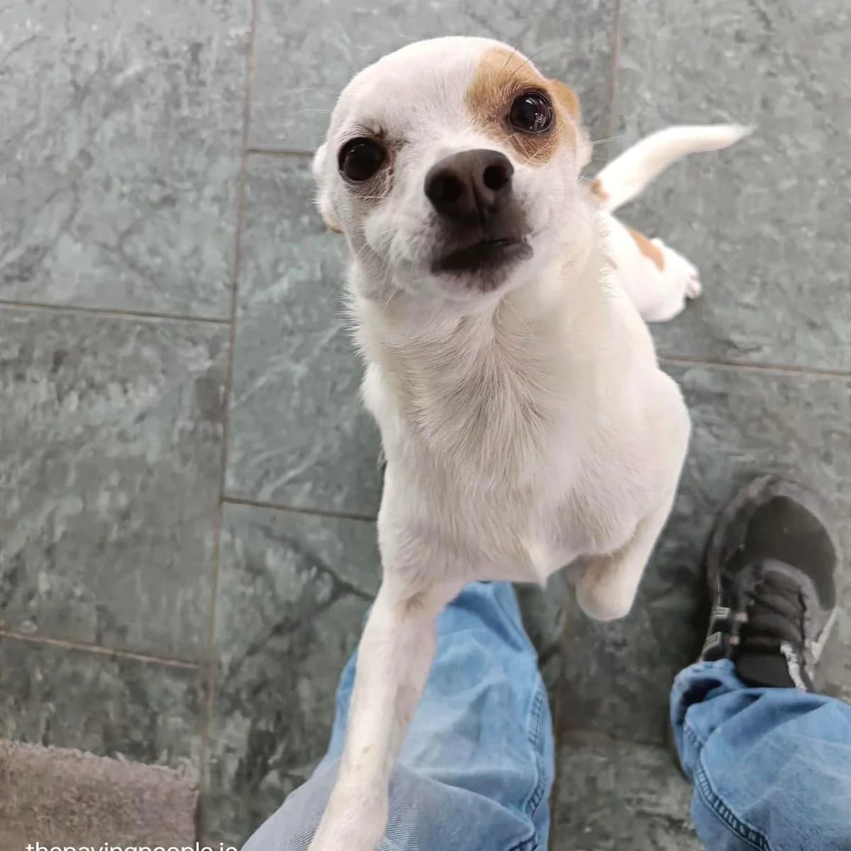 Bertie, mixed breed for adoption at Dogs in Distress, Clondalkin, Dublin