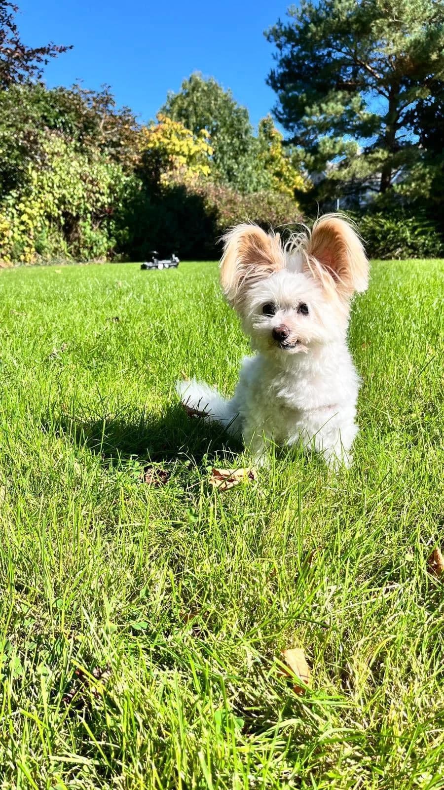 Oreo,  (Dogs in Distress)