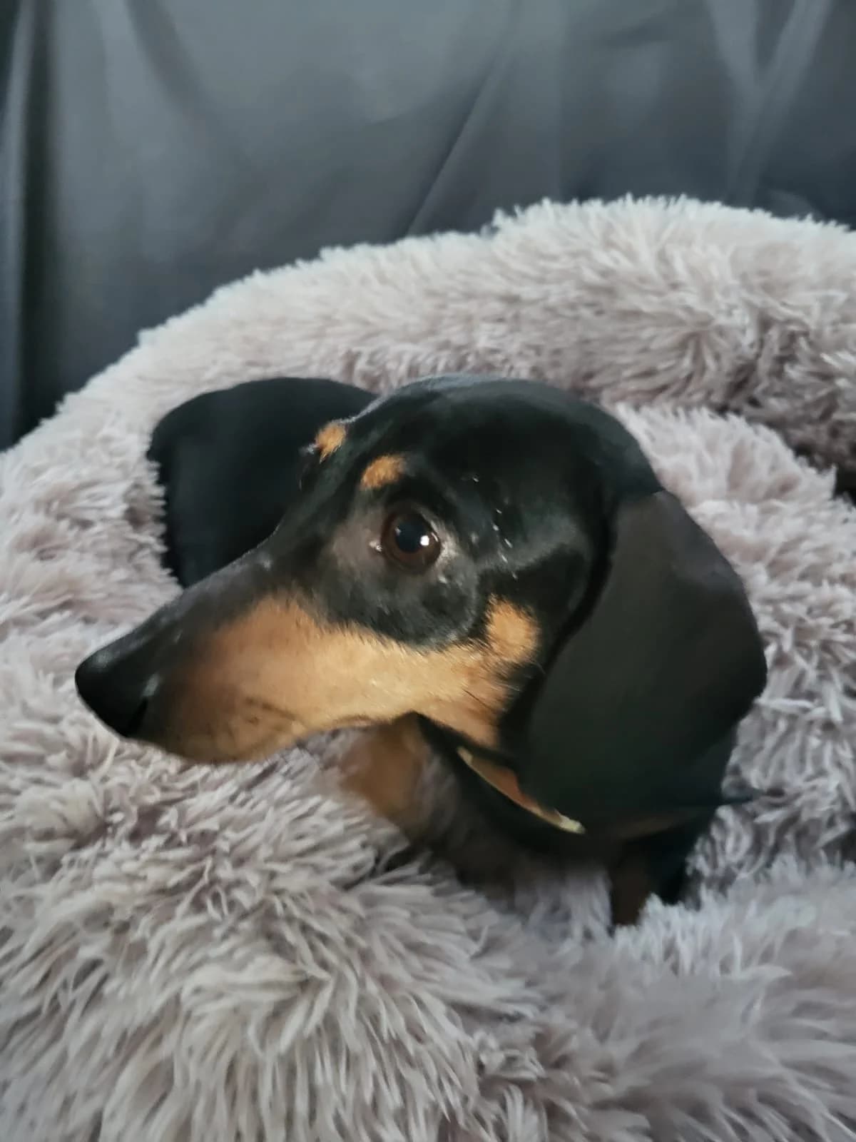 Kesha,  mixed breed for adoption at Dogs in Distress, Clondalkin, Dublin
