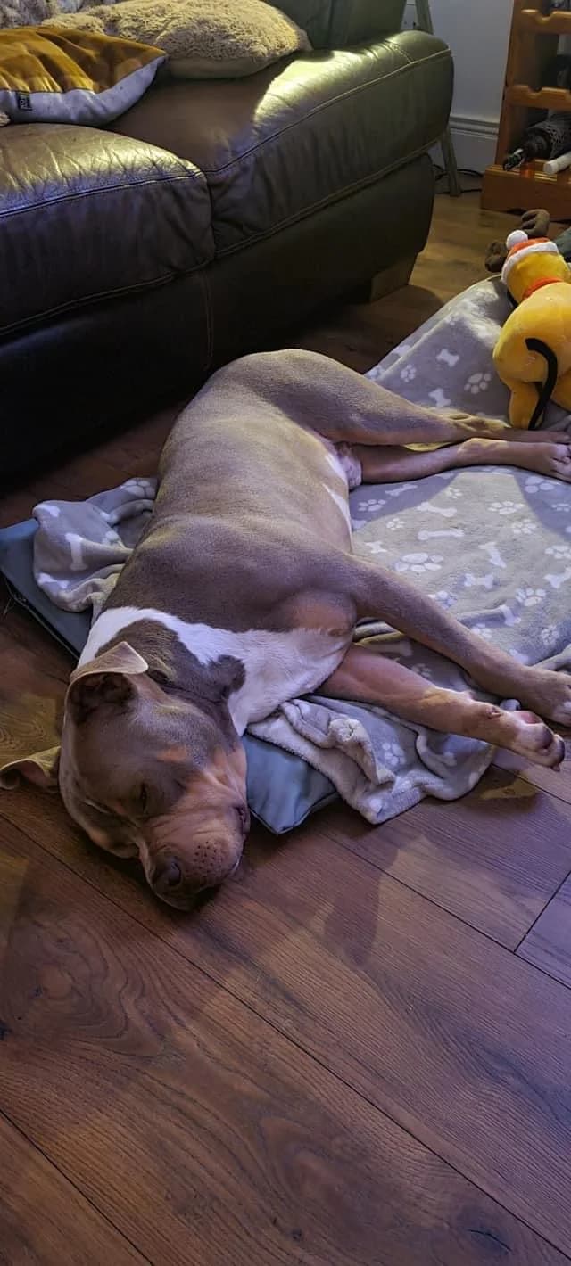 Clarence,  (Dogs in Distress)