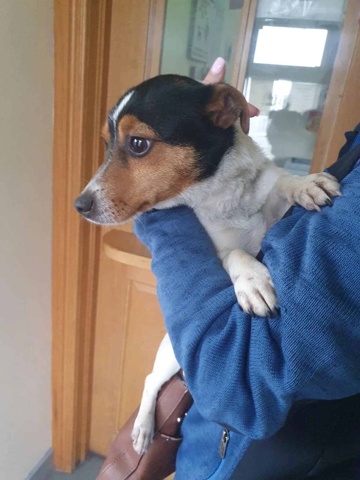 Digby,  (Dogs in Distress)