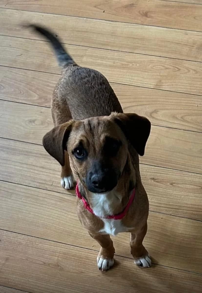 Chloe,  (Dogs in Distress)