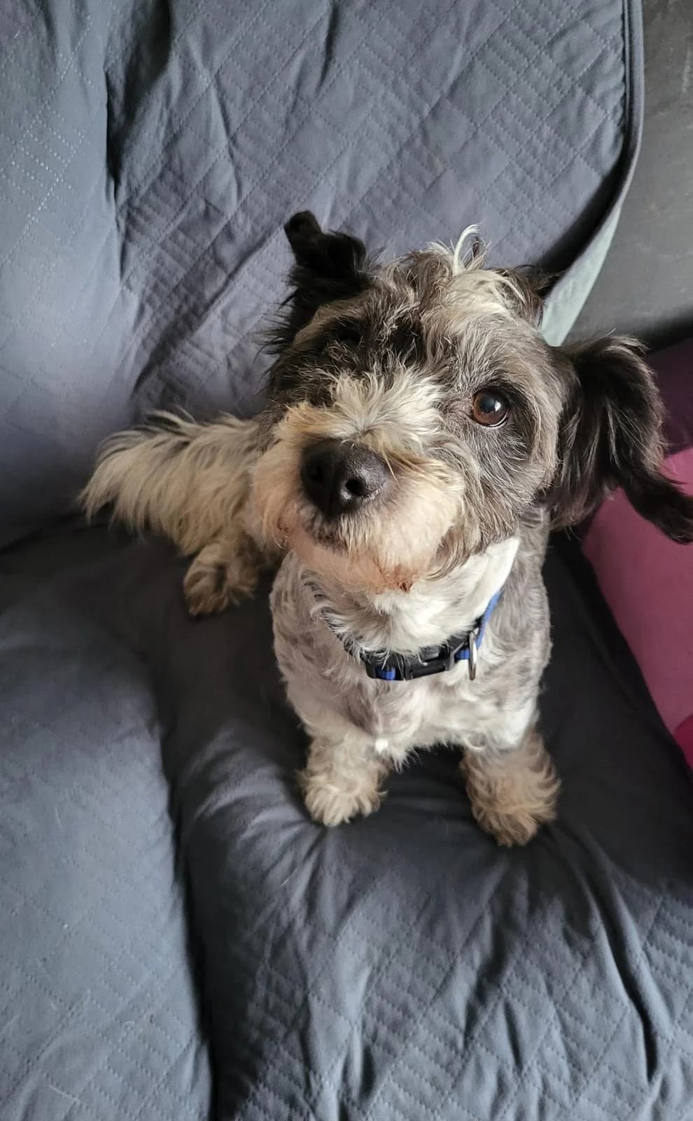Buttons,  (Dogs in Distress)