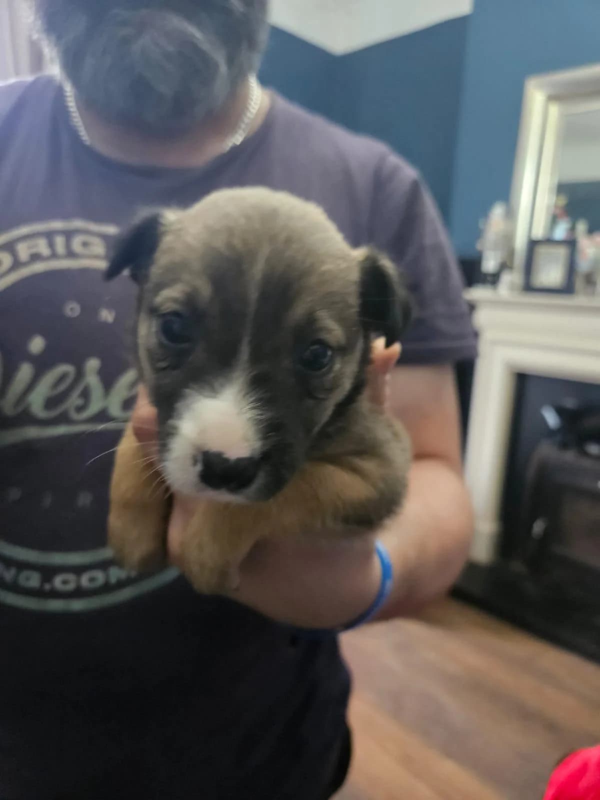 Jessie,  (Dogs in Distress)