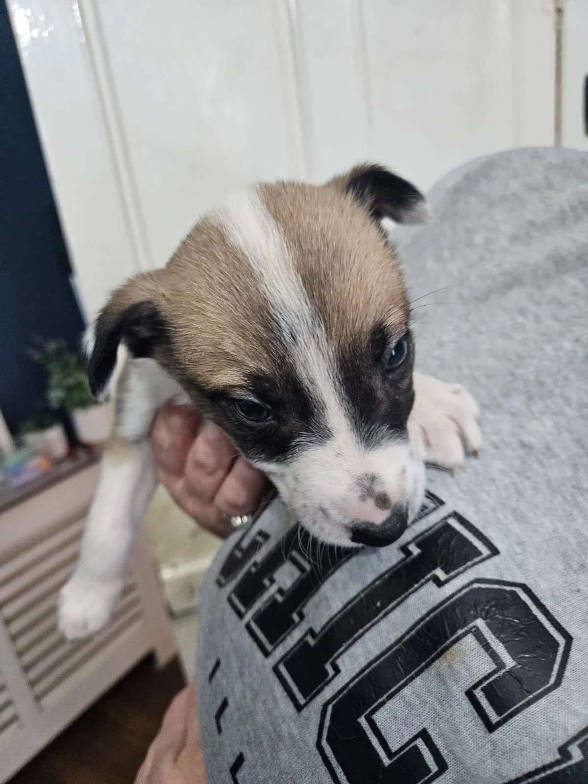 Jacob,  (Dogs in Distress)