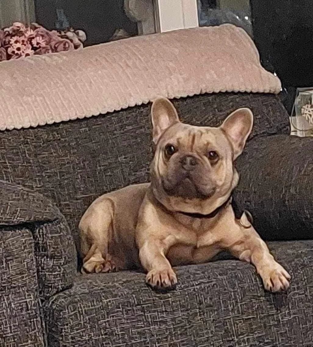 Rocco,  (Dogs in Distress)