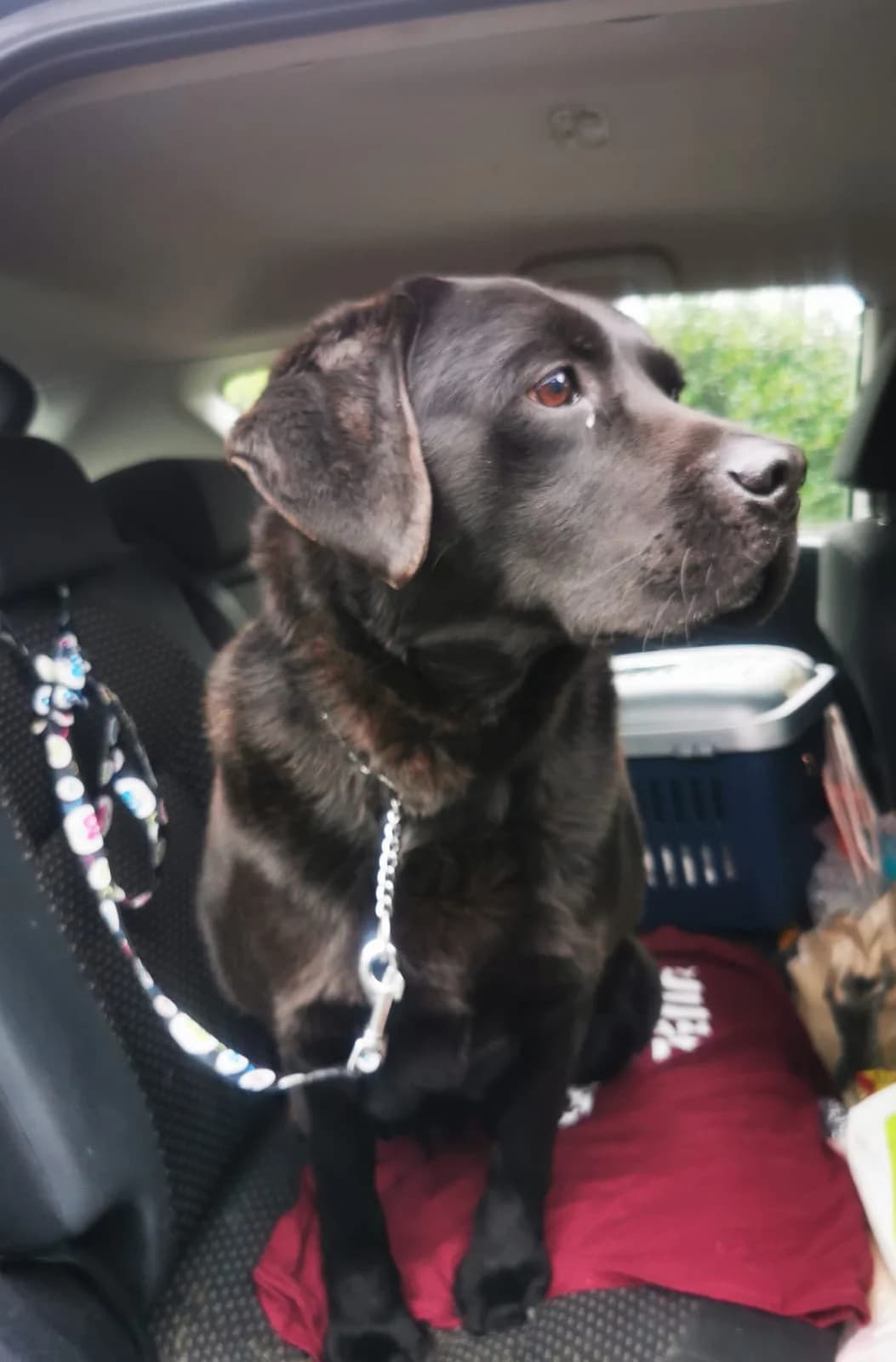Shadow,  (Dogs in Distress)