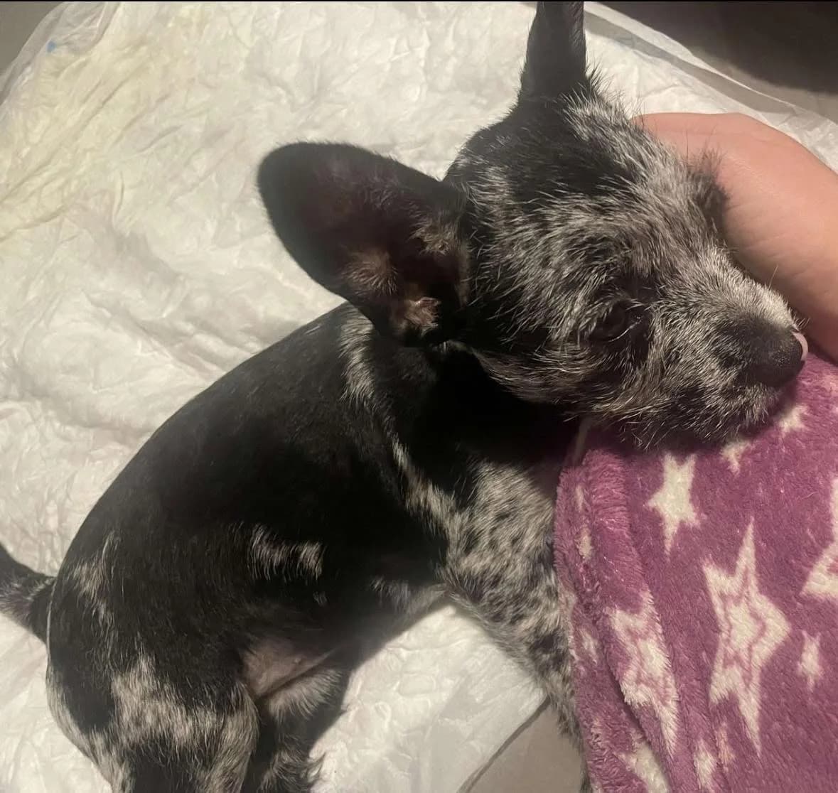 Bonnie,  (Dogs in Distress)