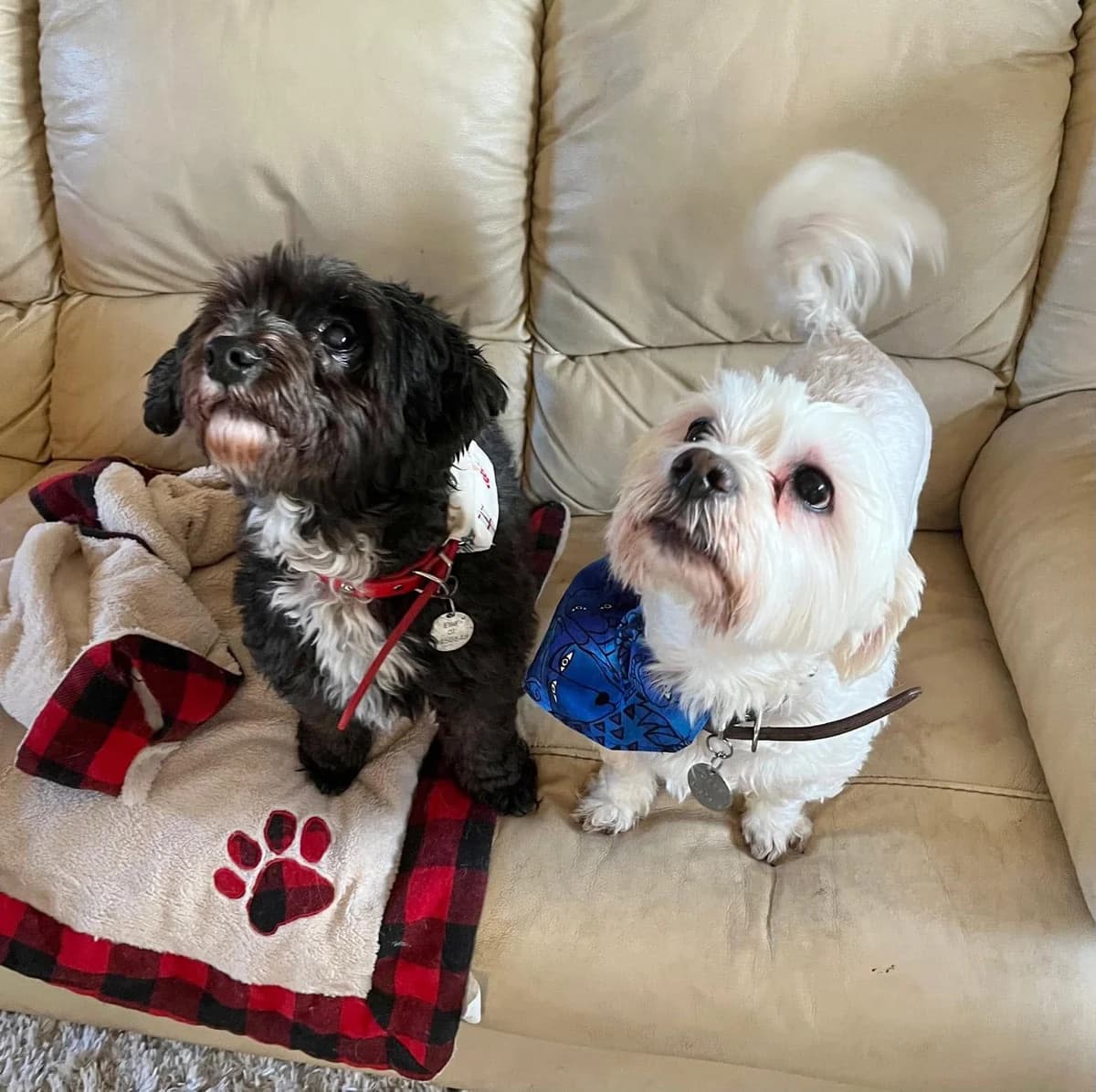 Ellie & Goldie,  mixed breed for adoption at Dogs in Distress, Clondalkin, Dublin