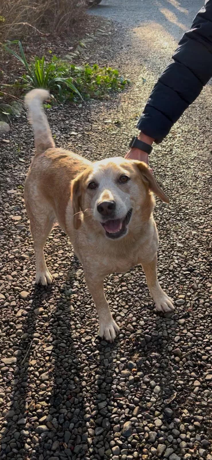 Chimo,  (Dogs in Distress)