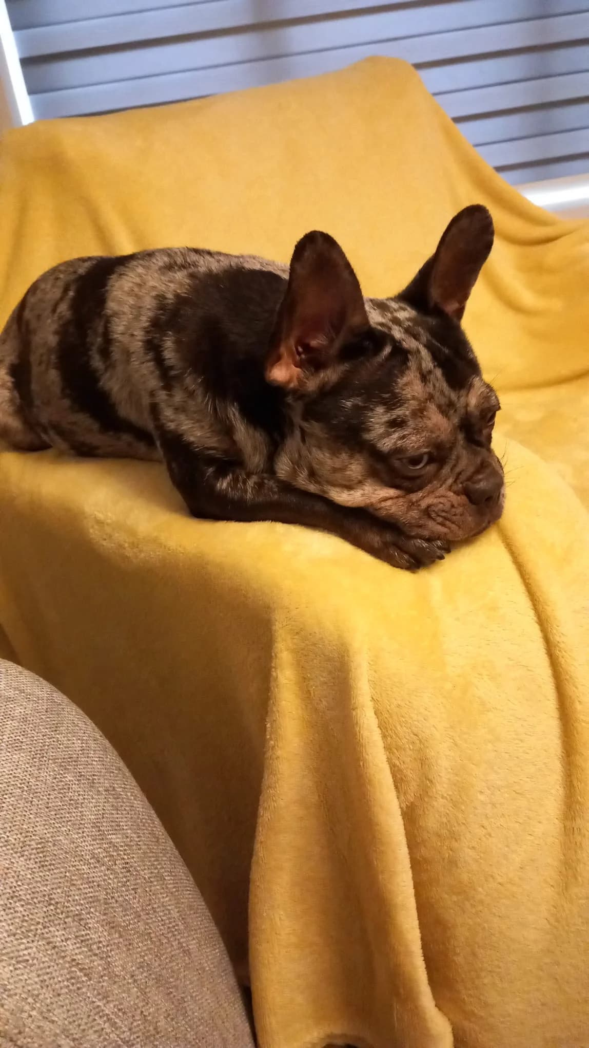 Mia,  (Dogs in Distress)