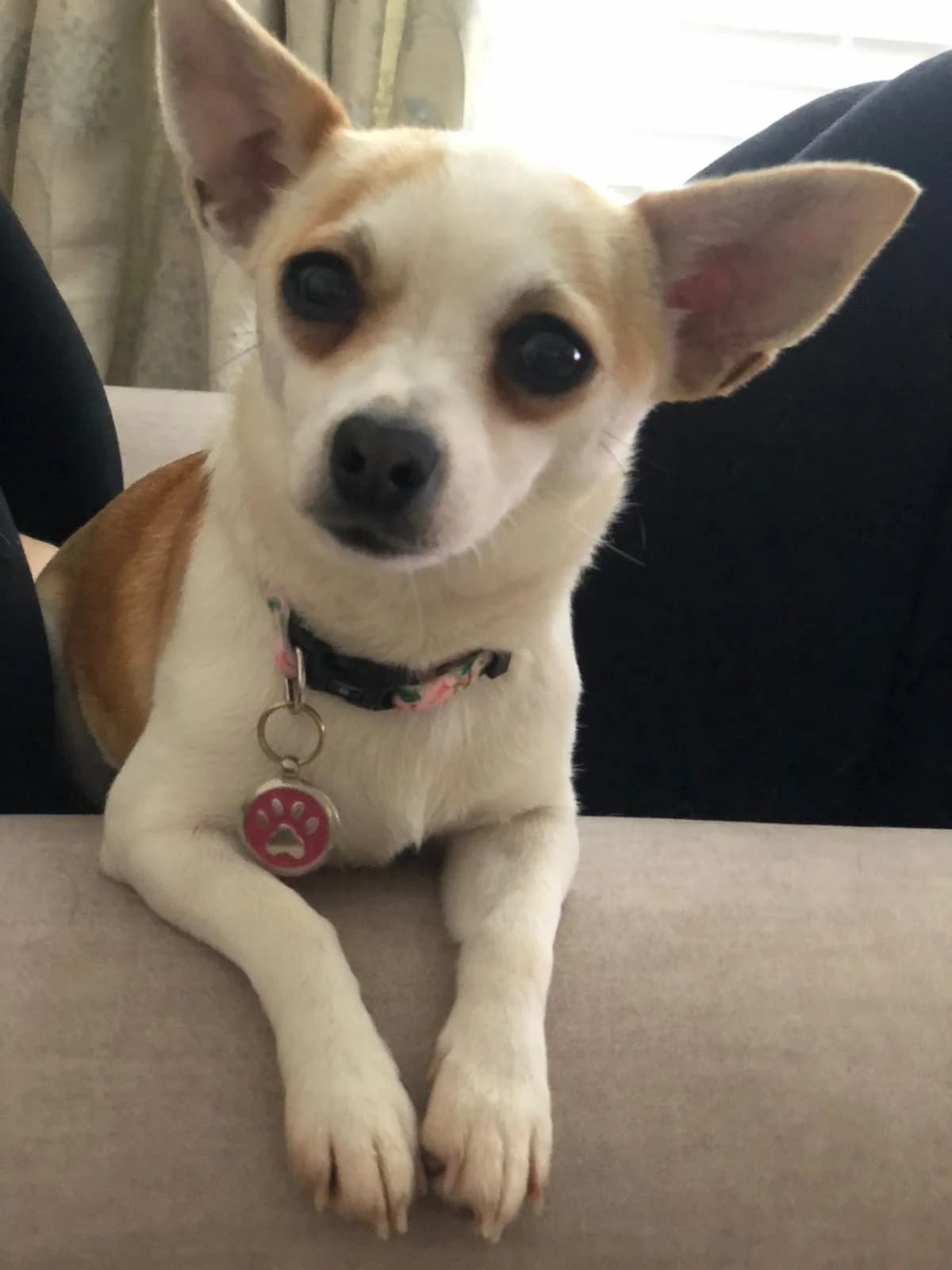 Gigi,  (Dogs in Distress)