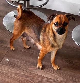 Lyra, female puppy Pug for adoption at Dogs in Distress, Clondalkin, Dublin