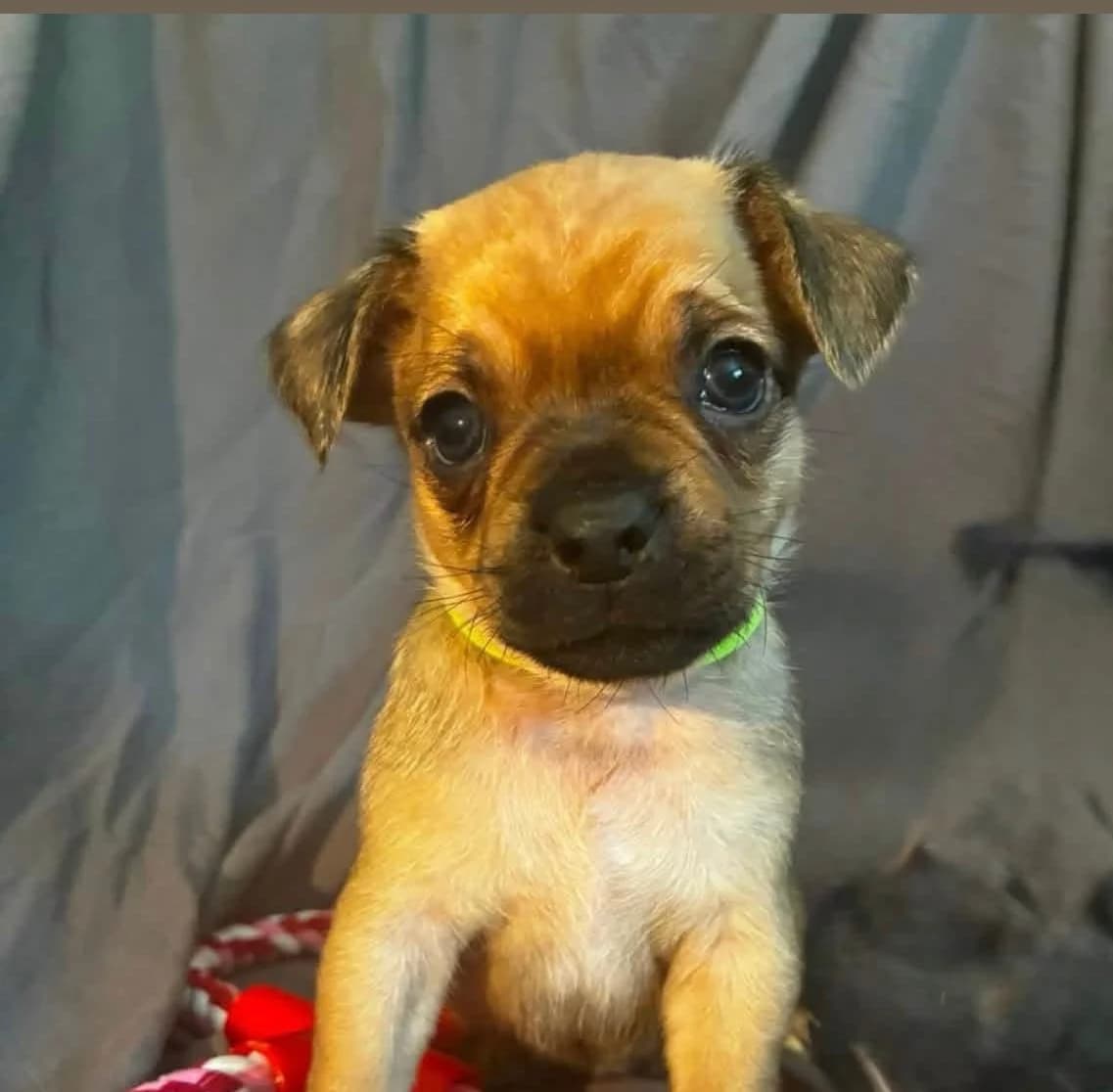 Leni, female puppy Pug for adoption at Dogs in Distress, Clondalkin, Dublin