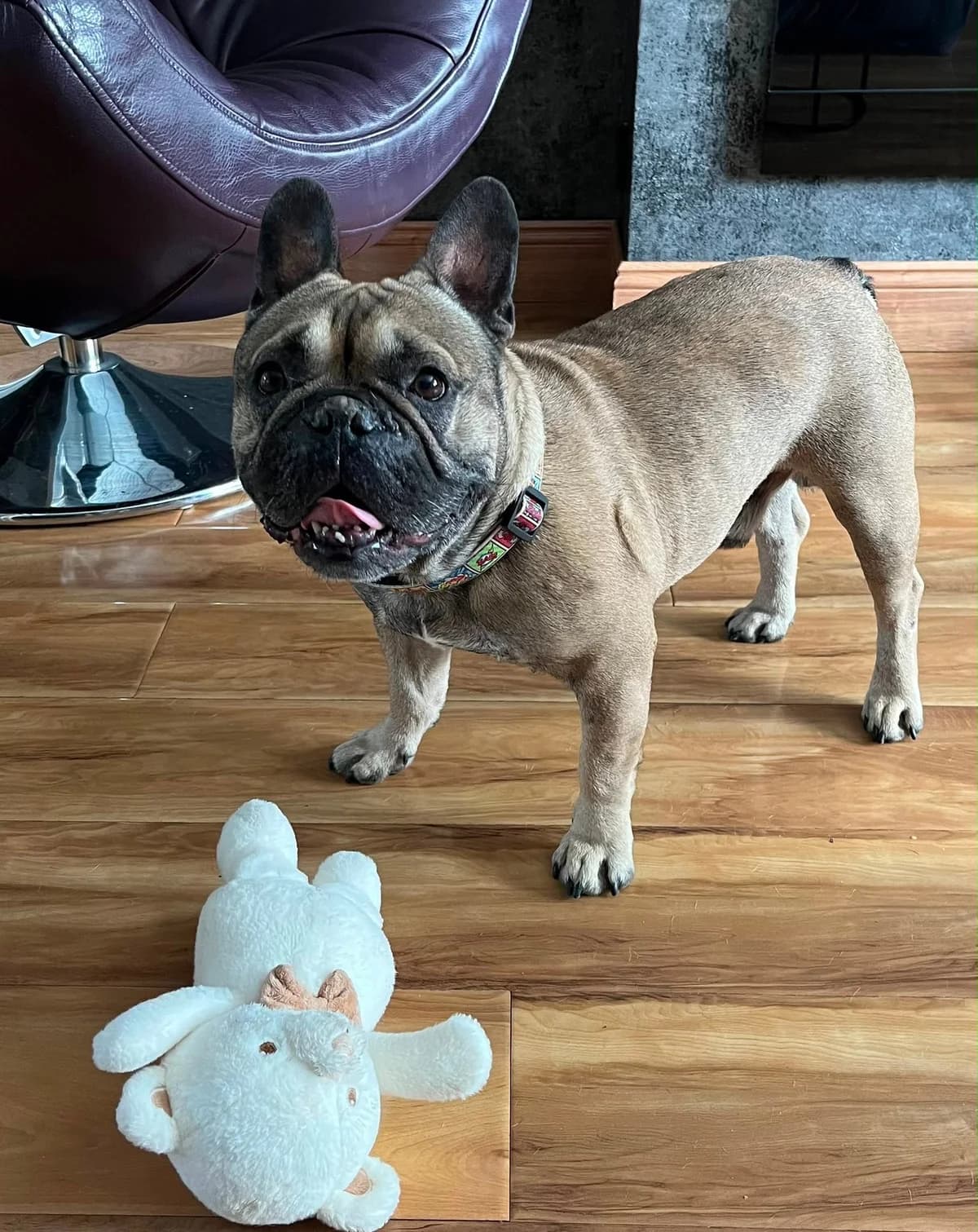 Rodney, 6yo French Bulldog for adoption at Dogs in Distress, Clondalkin, Dublin