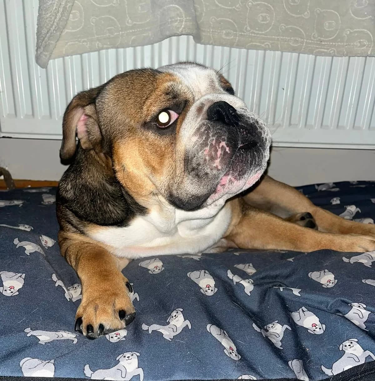 Mac, male young English Bulldog for adoption at Dogs in Distress, Clondalkin, Dublin