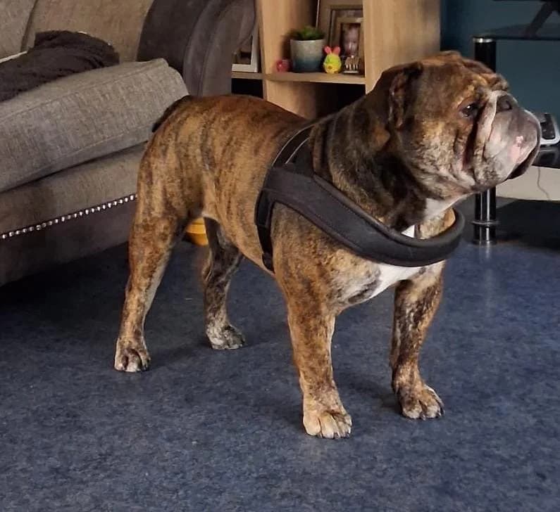 Vito, male English Bulldog for adoption at Dogs in Distress, Clondalkin, Dublin