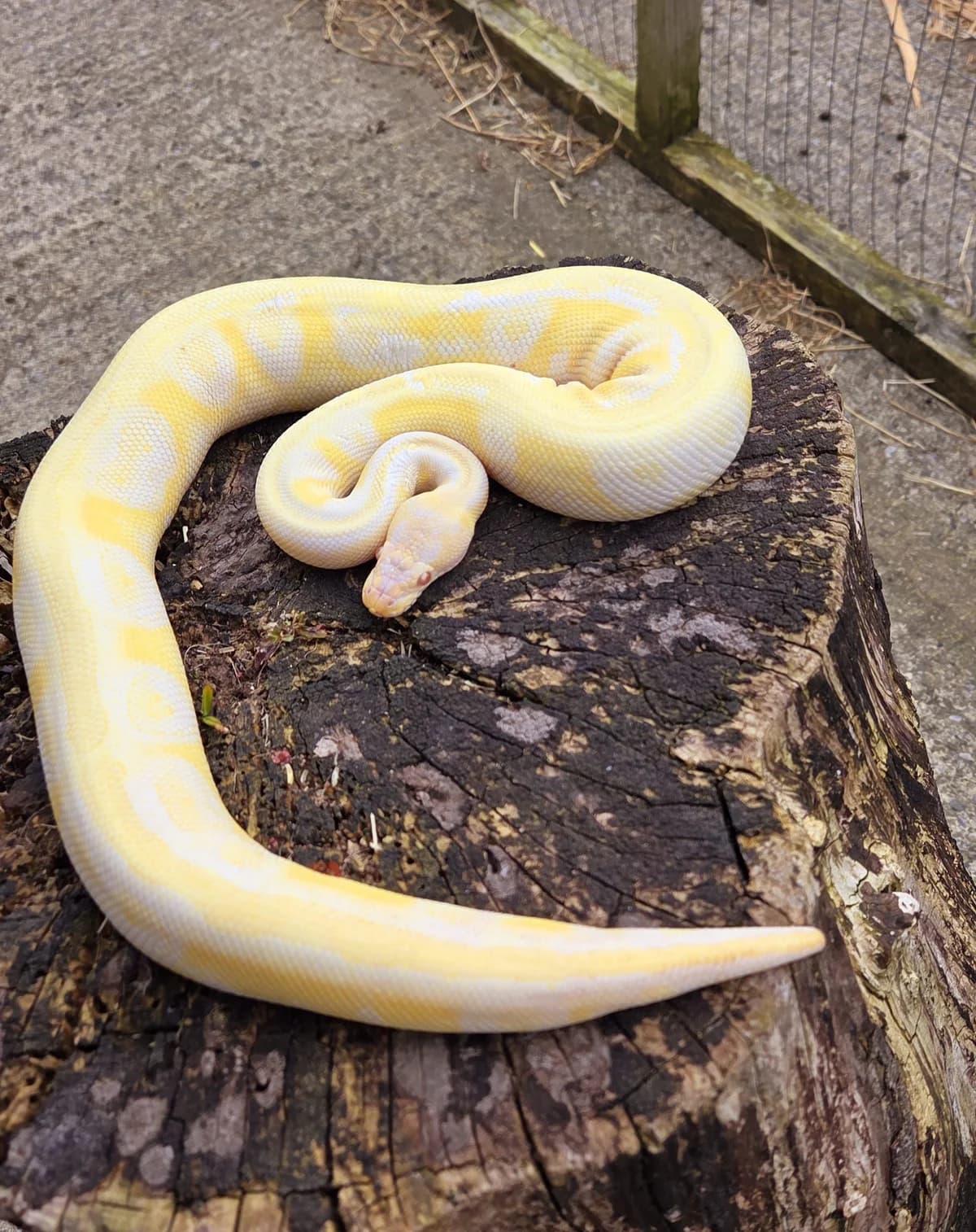 Biscuits, male mixed breed for adoption at DSPCA, Dublin