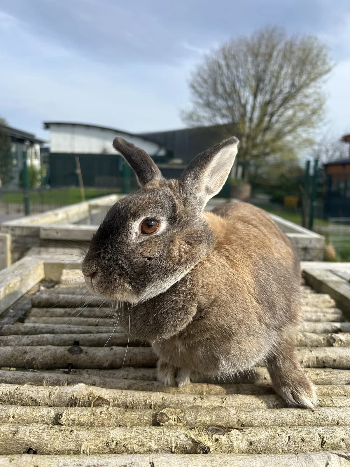 Bubble,  mixed breed for adoption at DSPCA, Dublin