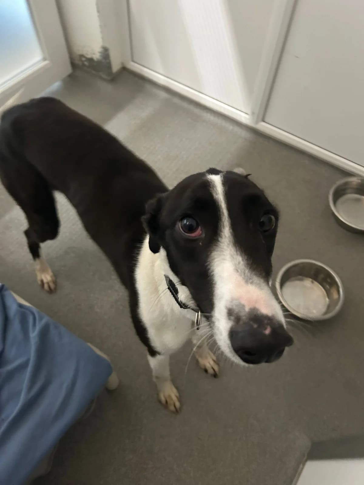 Coinin, male 3yo Lurcher for adoption at DSPCA, Dublin