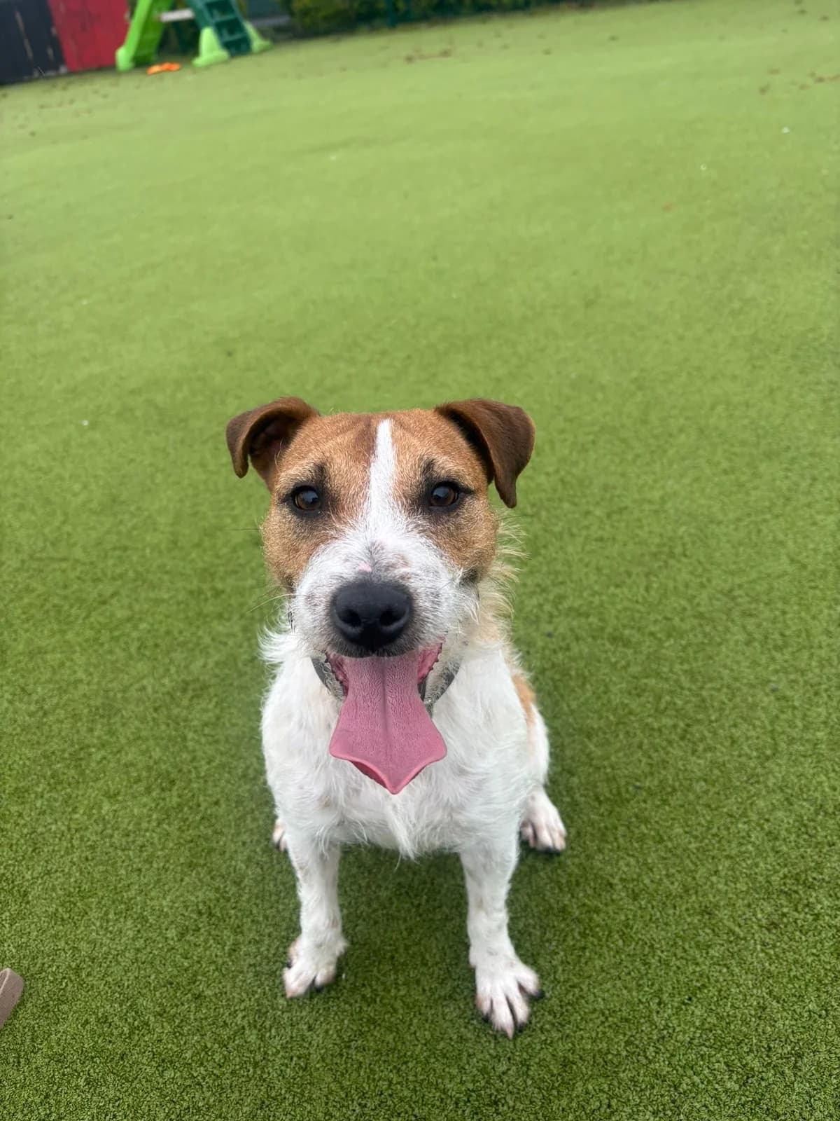 Daggy, female puppy mixed breed for adoption at DSPCA, Dublin