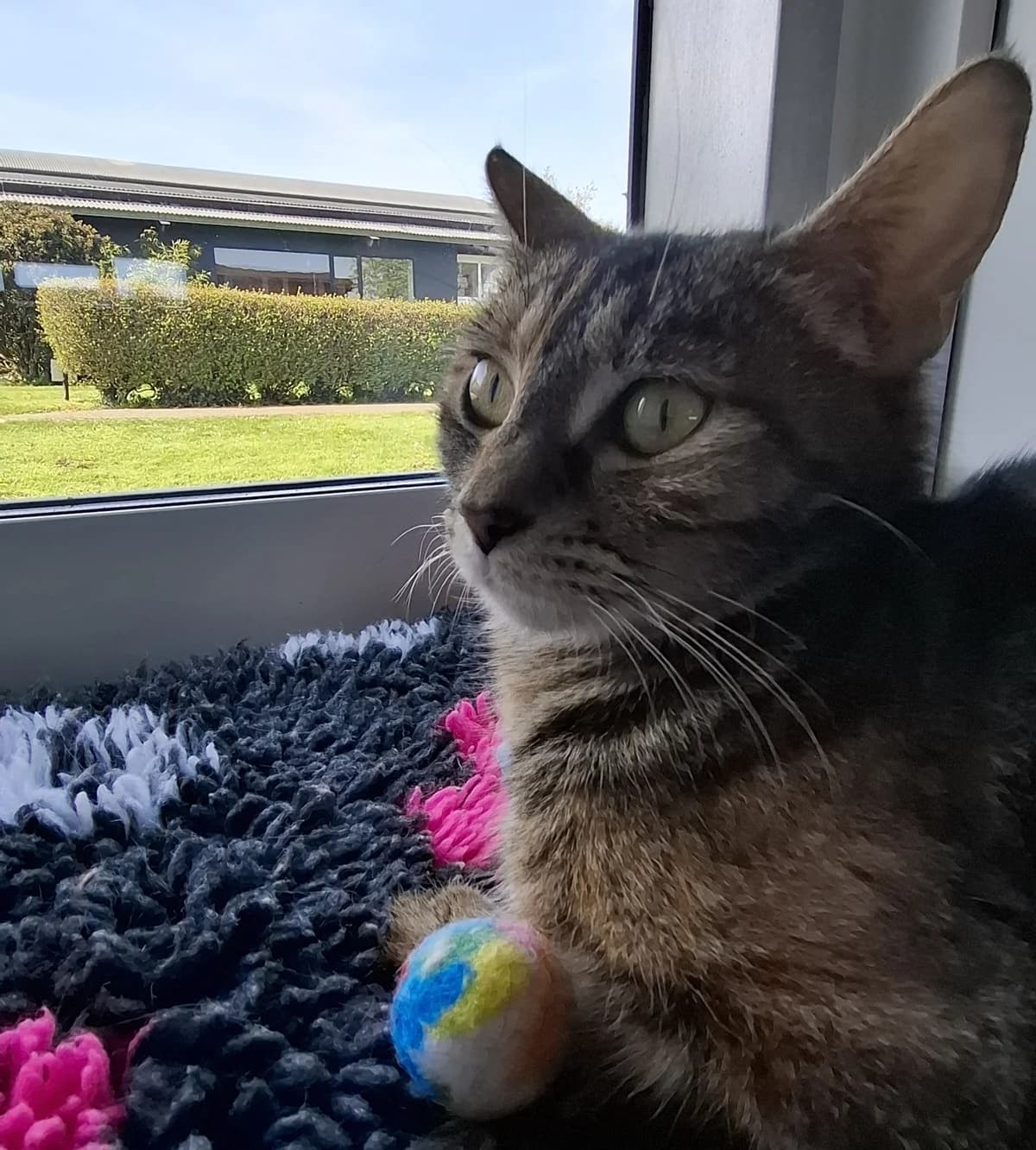 Leia, female 5yo Mixed Breed for adoption at DSPCA, Dublin