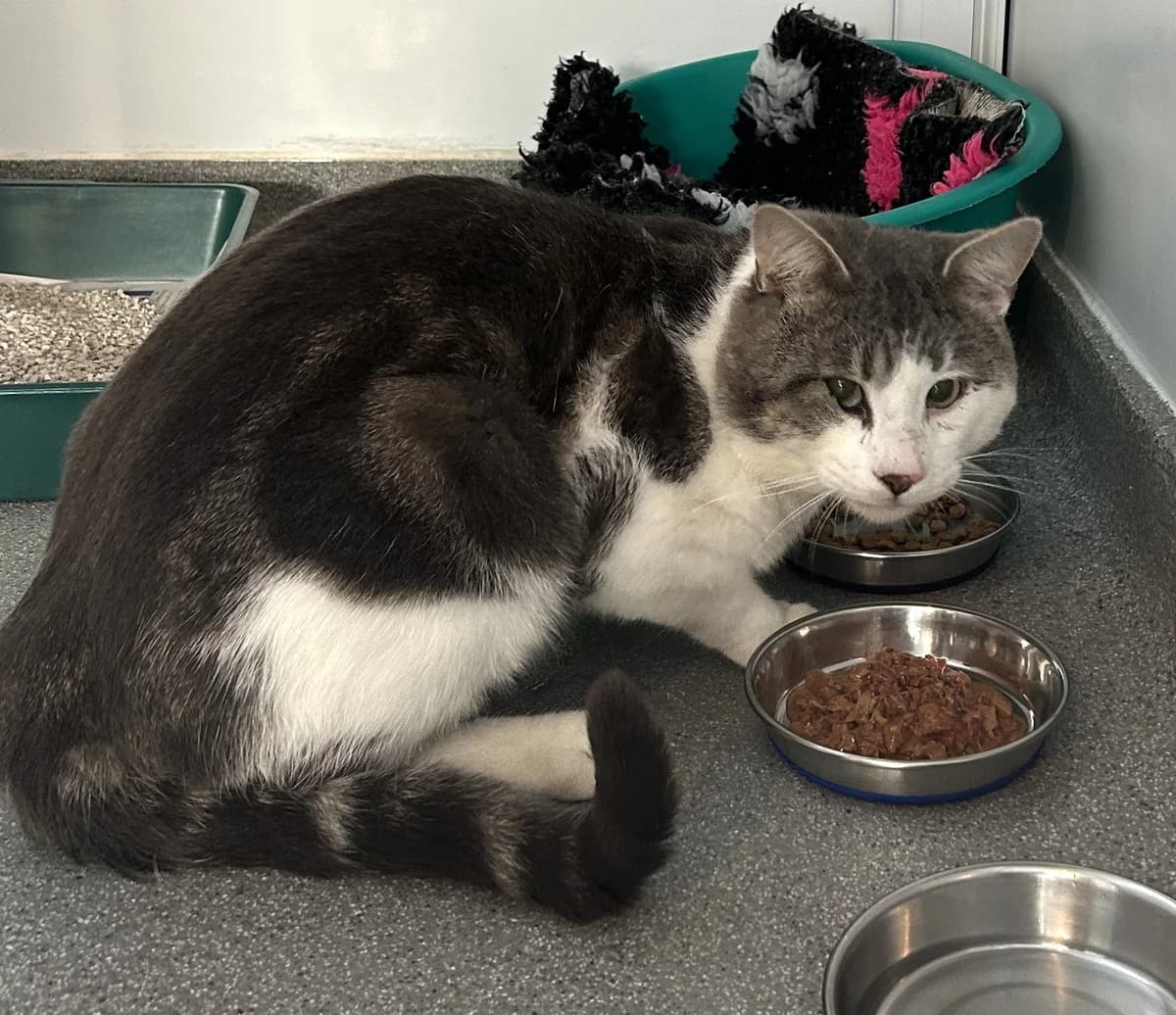 Long John,  young Mixed Breed for adoption at DSPCA, Dublin