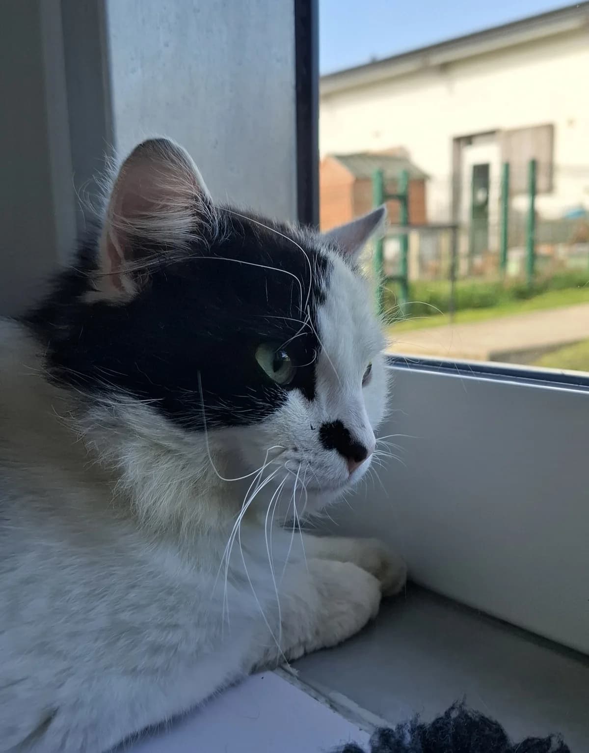 Mr. Pringle, male young Mixed Breed for adoption at DSPCA, Dublin