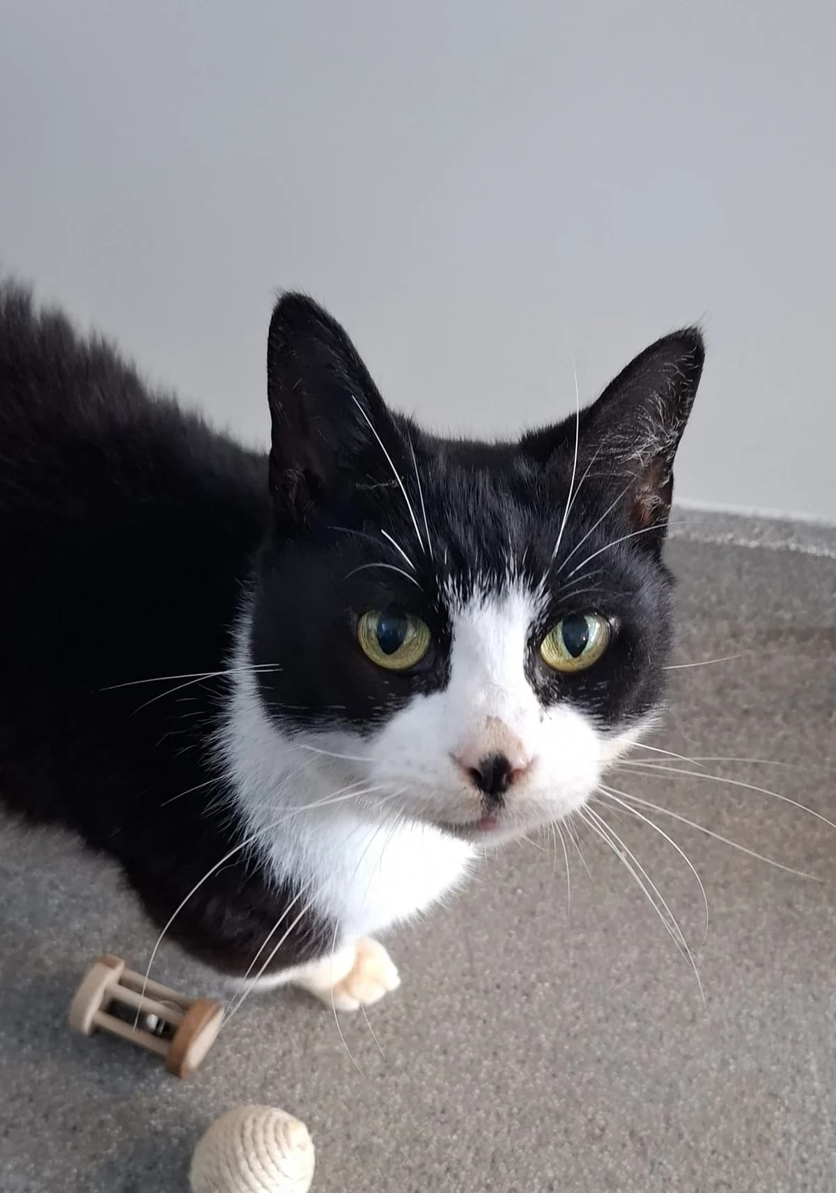 Nancy,  7yo Mixed Breed Cat for adoption at DSPCA, Dublin